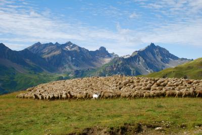 TOUR MONT BLANC, moutons  Col de Seigne 